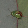 Hot cross bun beetle