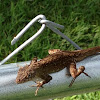 Brown or Bahaman Anole