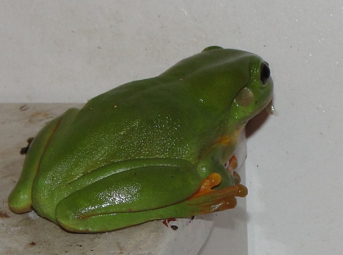 Magnificent tree Frog