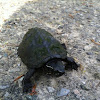 Musk turtle