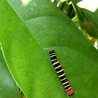 Owlet Moth Caterpillar