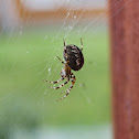 European Garden Spider 