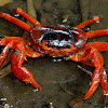 orange-red crab