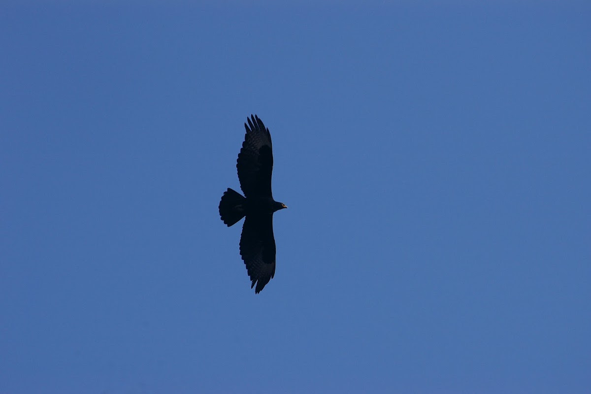 Verreaux's (Black) Eagle