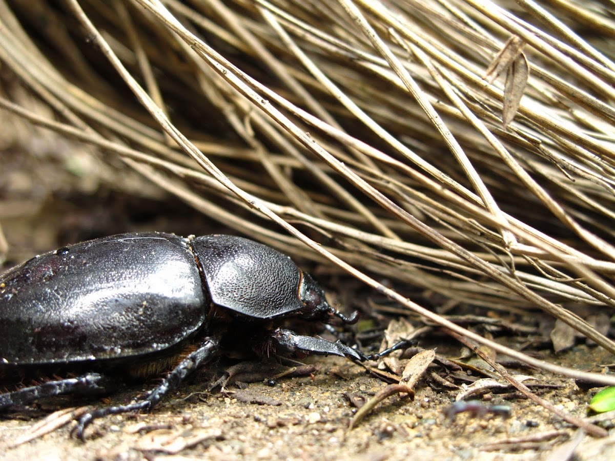 Rhino beetle