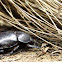 Rhino beetle