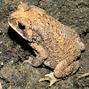 Asian common toad, spectacled toad