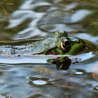 Green Frog