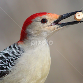 Red - bellied woodpecker with pretzel  by Paul Wyman - Animals Birds