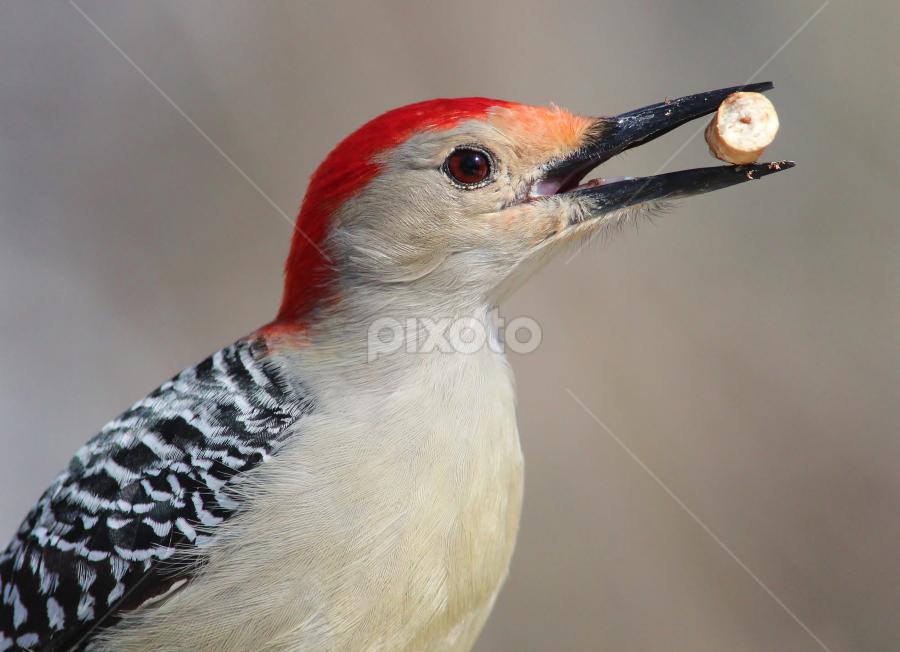 Red - bellied woodpecker with pretzel  by Paul Wyman - Animals Birds