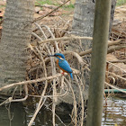 Small-blue Kingfisher