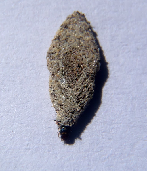 Household. Larva. Moth. Polilla | Project Noah