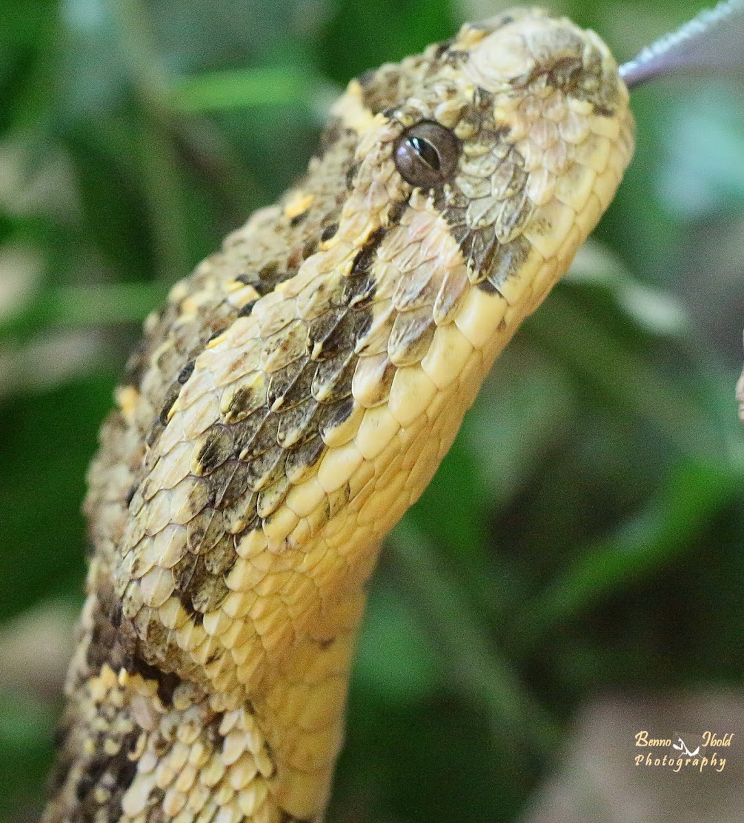 African puff adder