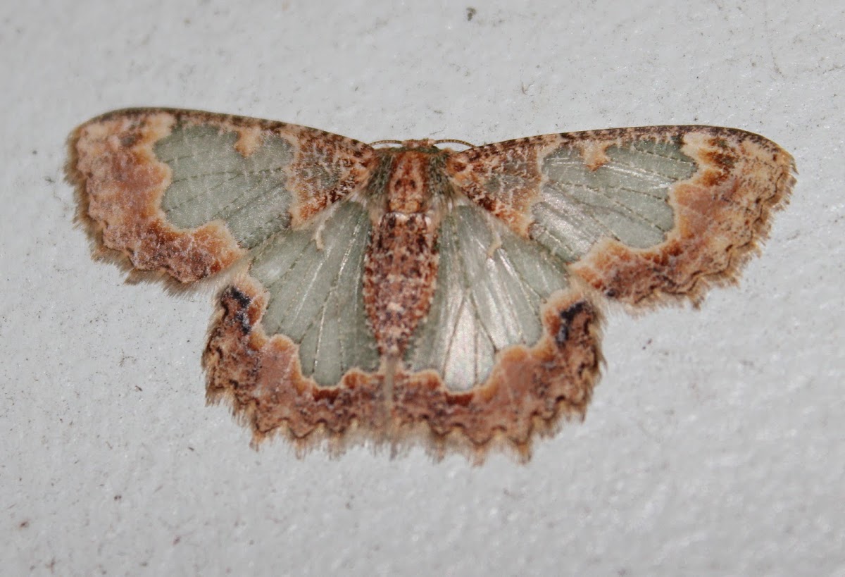 Wattle Bizarre Looper Moth (female)