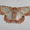 Wattle Bizarre Looper Moth (female)
