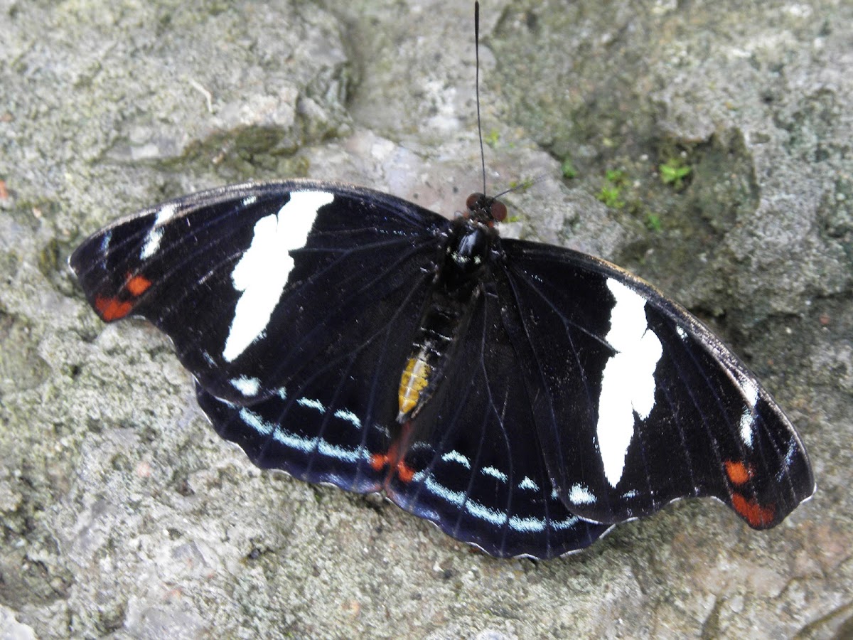 Catonephele numilia esite, female.