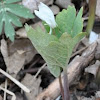 Bloodroot