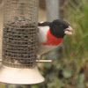 Rose-breasted Grosbeak