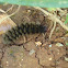 Rosy Footman Moth Caterpillar / Gusjenica