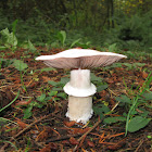 Inky Mushroom
