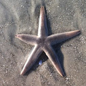 Starfish