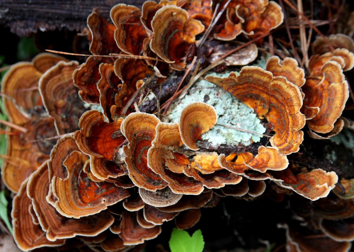 False Turkey Tail