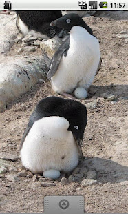 Full of Penguins !(圖3)-速報App