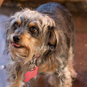 Sister the Terrier by Robert Marquis - Animals - Dogs Portraits