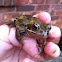 The Common Frog