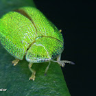Green tortoise beetle