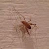 Spotted Camel Cricket