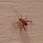 Spotted Camel Cricket