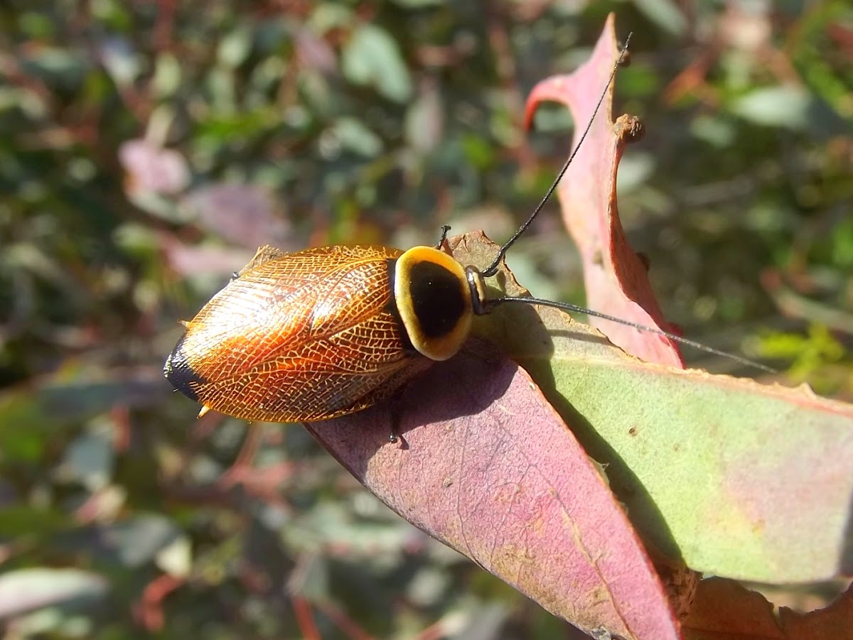 Ellipsidion   (bush cockroach)