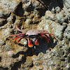 Crab (Cangrejo, carangrejo)