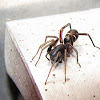 Two-banded Ant Mimic