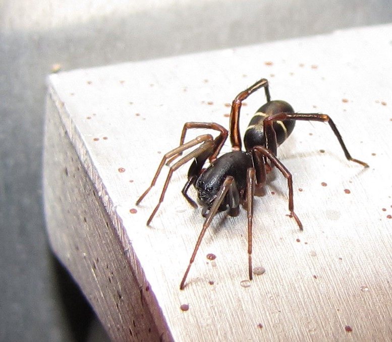 Two-banded Ant Mimic