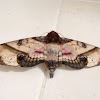 Sphinx moth