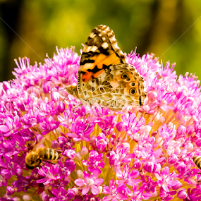 Flowers populated by bees and a butterfly by Valics Lehel - Flowers Single Flower