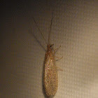 Unknown Brown Lacewing