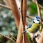 Blue tit