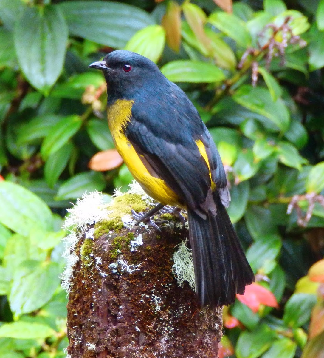 Black-and-yellow phainoptila (male)