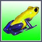 Frog Taps 1.0 Icon