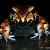 Smoky Jungle Frog