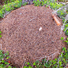 Scottish Wood Ant Nest