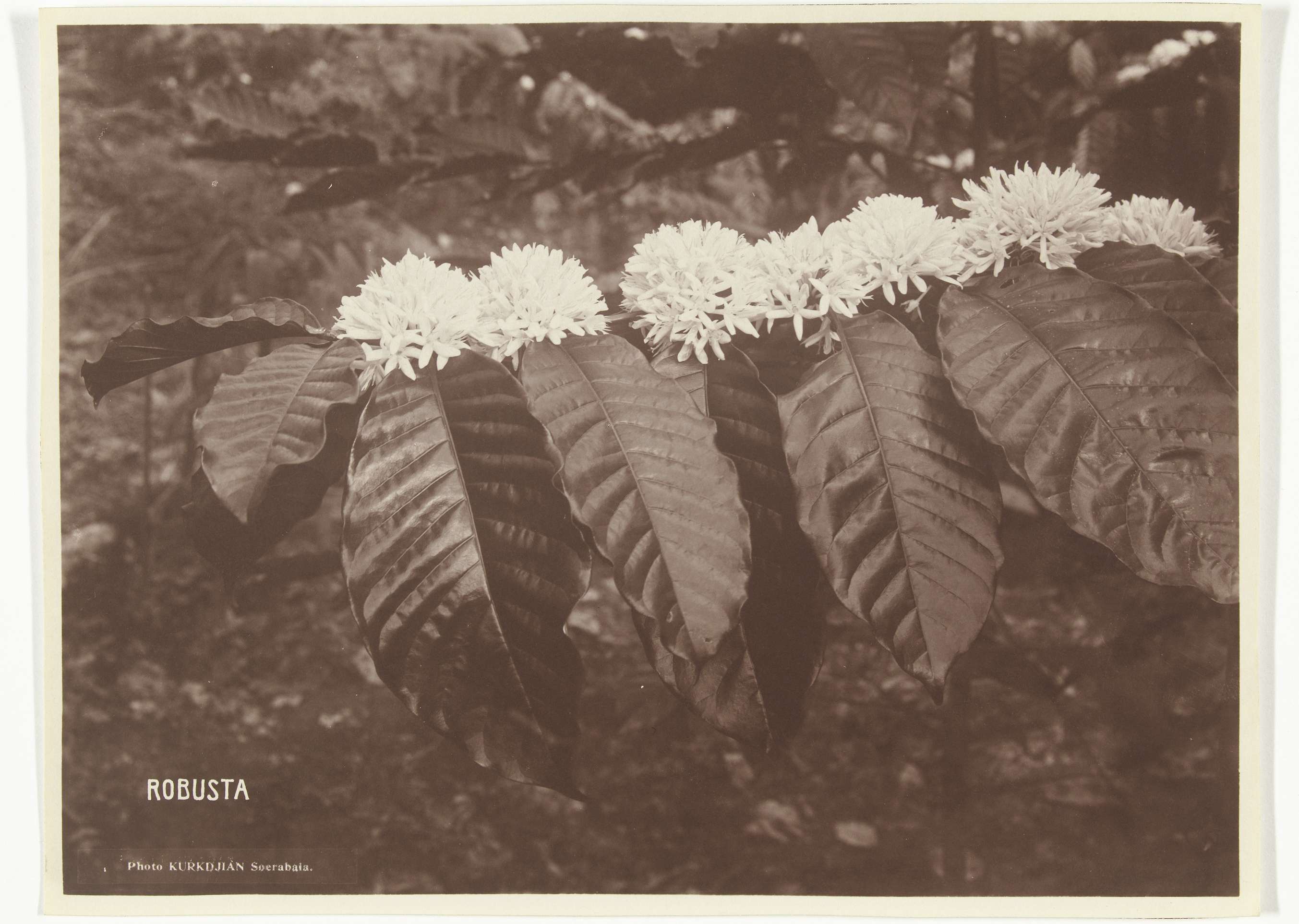 Robusta