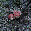 Fly Agaric