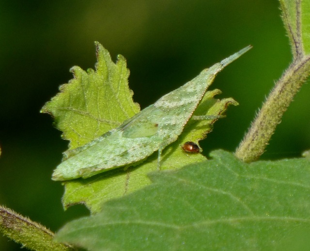 Slant-faced Grasshopper nymph