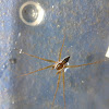 Six-spotted Fishing Spider (male)