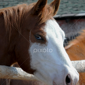 Blue eyes by Janet Gilmour-Baker - Animals Horses