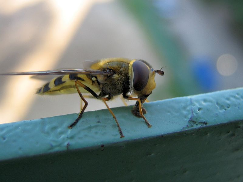 Marmalade hoverfly